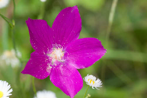 Callirhoe pedata #4